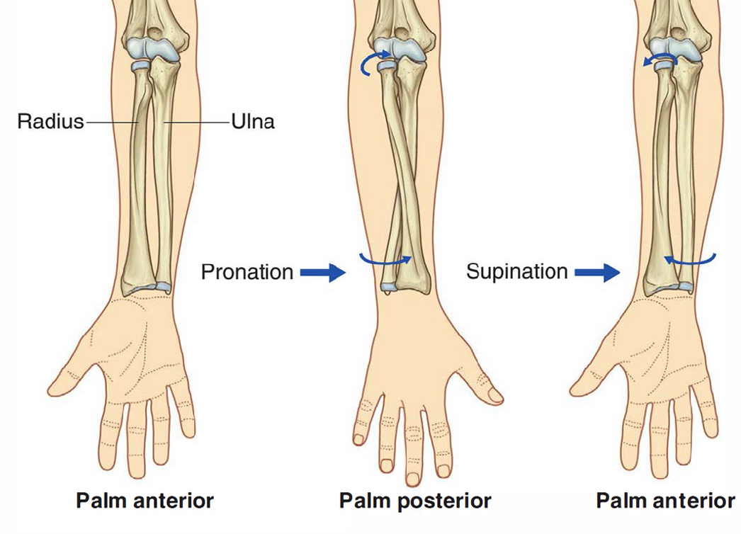 Impact of hand position on arm bones